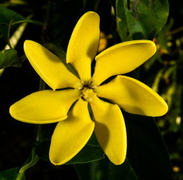 沃柑開(kāi)花可以打藥嗎怎么打（沃柑開(kāi)花噴什么藥）