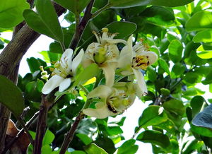全球柑橘種植技術指南（柑橘種植業）