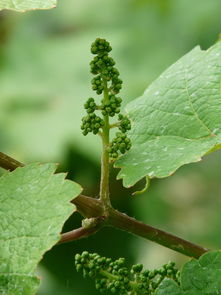 黃柑種植技術方法圖解（黃果柑種植技術）