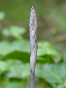柑橘嫁接發(fā)芽后多久打藥（柑橘嫁接芽怎樣消毒）