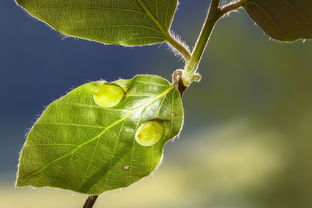 柑橘儲(chǔ)藏期蟲害（柑橘貯藏期病害）