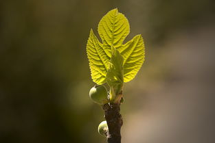 嫁接柑桔大枝條果樹方法技術（嫁接柑橘樹）