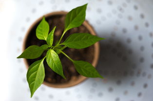 橘子種子發芽后怎么養殖（橘子籽 發芽）