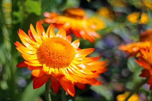 柑橘套袋幾天發(fā)芽（柑橘套袋幾天發(fā)芽啊）
