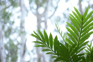 浙江適合露天種植柑橘品種有哪些（浙江適合露天種植柑橘品種有哪些呢）