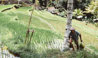 柑橘類果樹種植間距多少米合適（柑橘樹不能超過多少米）