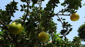 柑橘樹種植技術視頻講解（柑橘樹種植技術視頻講解教程）