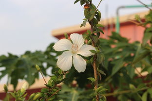 沃柑沙糖桔哪個(gè)值種植呢（沃柑好還是沙糖桔好）