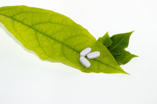 柑橘細菌性病害圖片（柑橘細菌性黃點病）