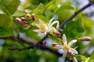柑橘樹(shù)謝花后打什么藥水（柑橘樹(shù)開(kāi)花還能夠施肥嗎?）