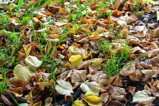 柑橘卷葉黃葉藥什么(柑橘葉卷曲打什么藥水)