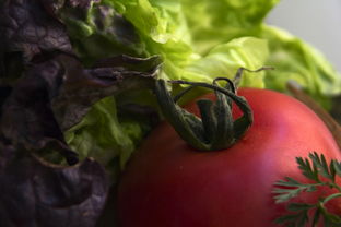 柑橘樹(shù)如何管理視頻（柑橘樹(shù)的栽培與管理）