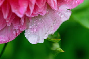 沃柑來年掛果怎樣促花生發芽快（沃柑什么時候催花）