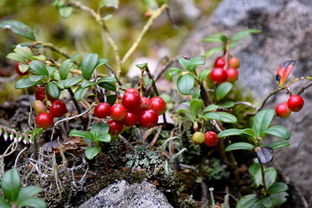 柑橘花期為何不能防治紅蜘蛛（柑橘花期病蟲害）