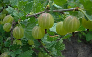沃柑一年有多大（沃柑一年有多大的果實）