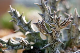 柑橘盆栽種植方法技術要點（柑橘盆栽種植方法技術要點視頻）