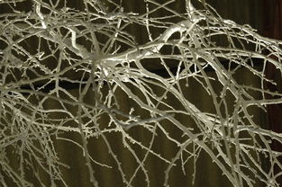 冬季柑橘樹修剪技術教程視頻（冬季柑橘樹修剪技術教程視頻講解）