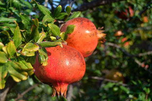 橘紅屬柑橘類水果嗎（橘紅是什么果子）